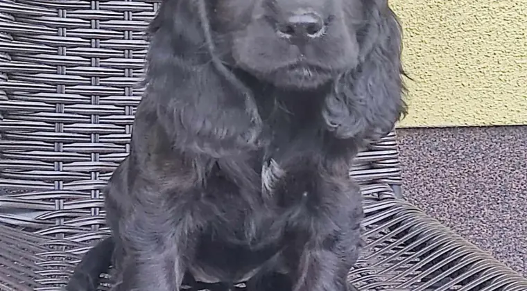 Cocer Spaniel Angielski