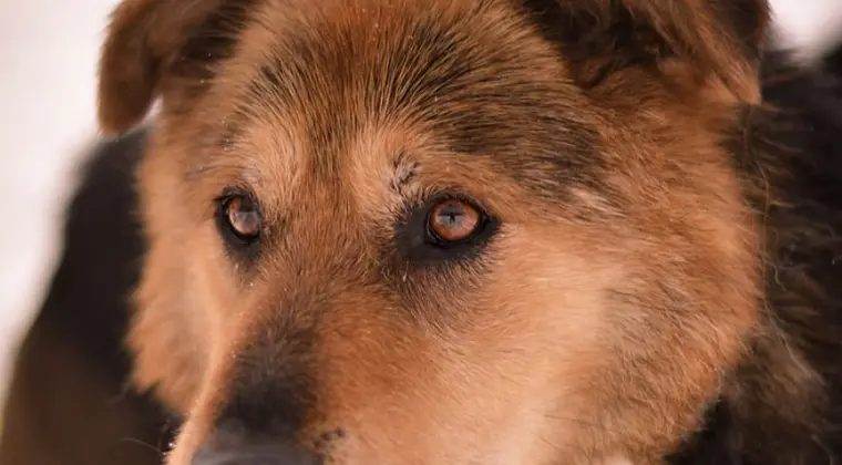 Benio czy na zawsze zostanie w schronisku?