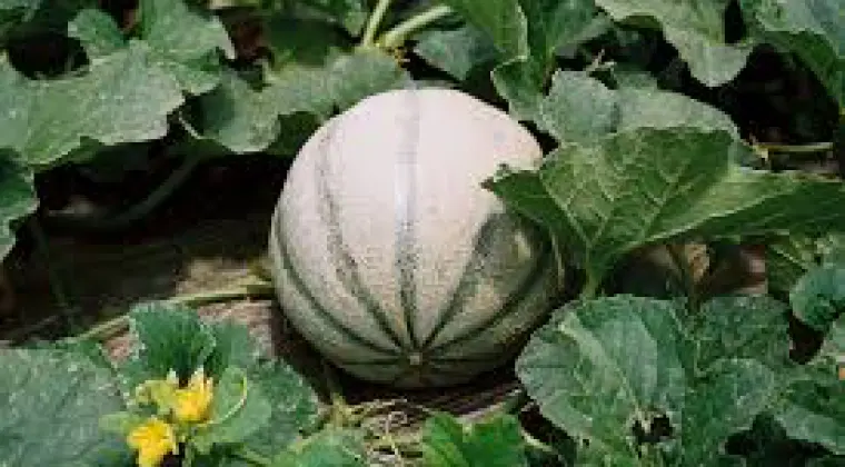 Praca sezonowa we Francji zbiór melona