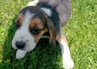 Beagle tricolor