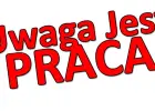 SADZENIE, CIĘCIE I PIELĘGNACJA SADZONEK- Holandia
