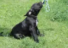 Presa Canario Dog Kanaryjski