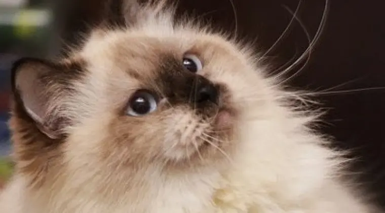 Hodowla Kotów Syberyjskich & Neva Masquerade Nowa Era*PL