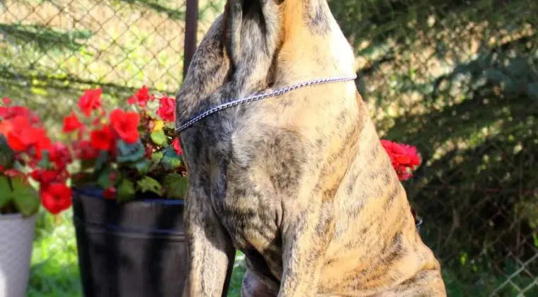 Dog niemiecki suczka pręgowana