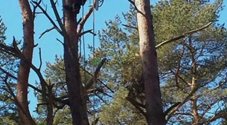 Sekcyjna ścinka drzew