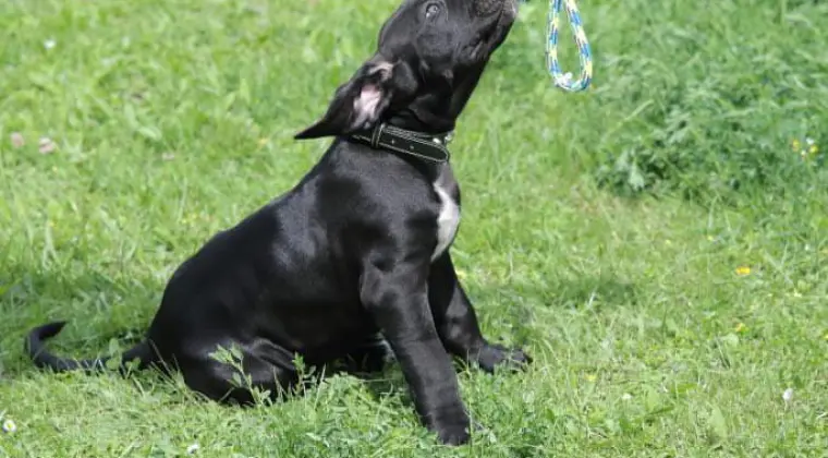 Presa Canario Dog Kanaryjski