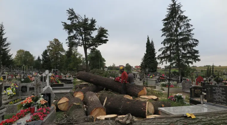 Czyszczenie działek, wycinka drzew i krzewów, rębak, kosiarka bijakowa
