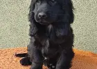 Cocer Spaniel Angielski