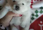 Pomeranian szpic miniaturowy z rodowodem ZKWP FCI pedigree