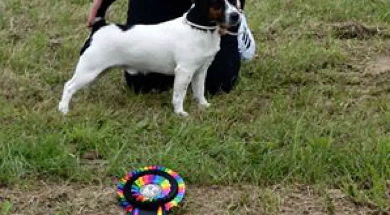 Jack Russell Terrier REPRODUKTOR