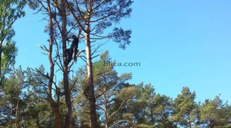 Sekcyjna ścinka drzew