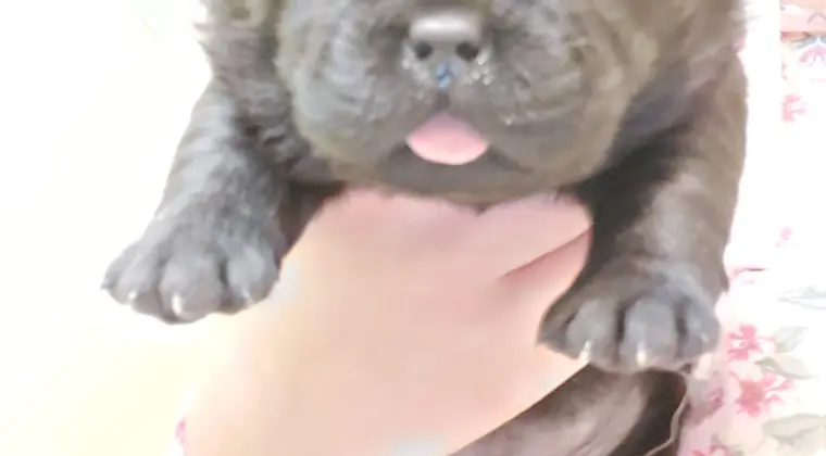 Szczeniaki, szczenięta, pieski, pies labrador chow chow 