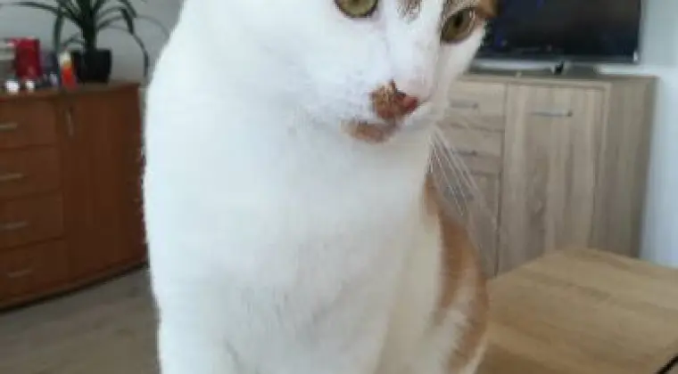 Wspaniały ułożony kocurek