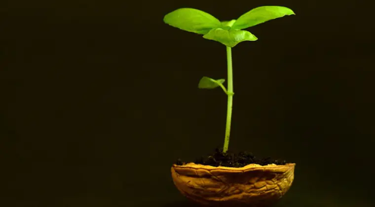 Praca przy kwiatach, sadzonkach!! Holandia!! Super wynagrodzenie!!