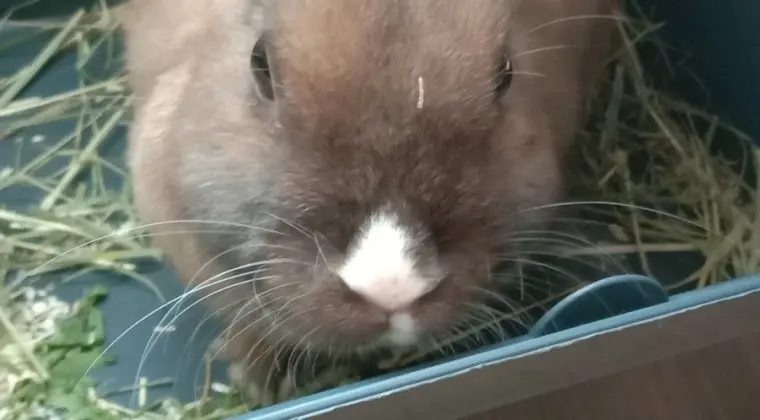 Oddam młodego królika