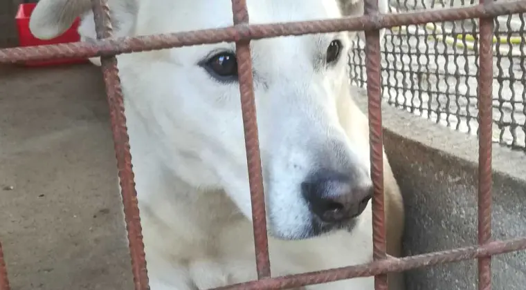 Adopcja psów bubu