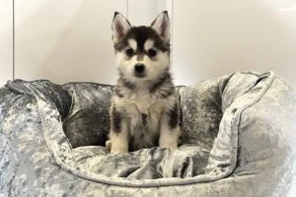 Pomsky Szczenięta Warszawa