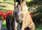 Dog niemiecki suczka pręgowana