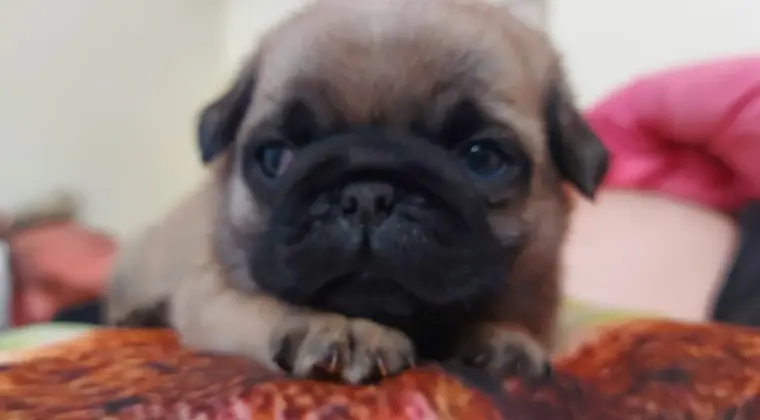 Śliczne szczeniaki rasy mops