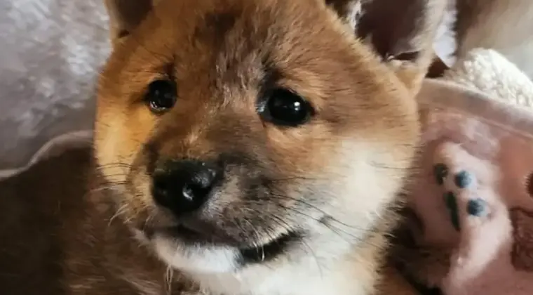 Piękne szczeniaczki Shiba Inu