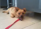 Kiedy człowiek ma twarz diabła…czyli  słodki Całusek szuka domu!