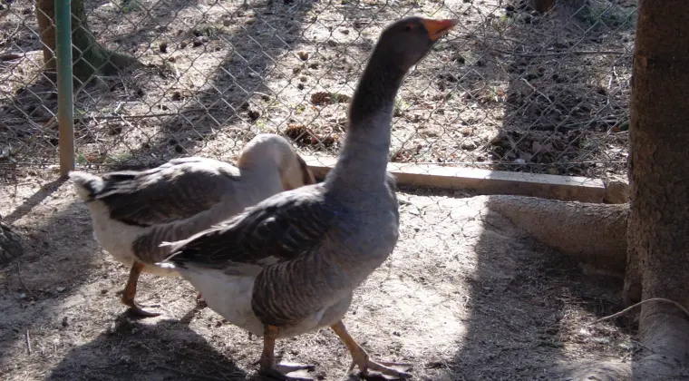 sprzedam gęsi i indyki