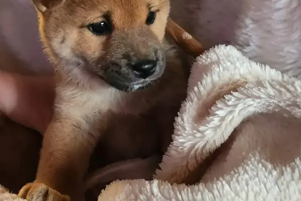 Shiba Inu hodowla Visum Videre FCI