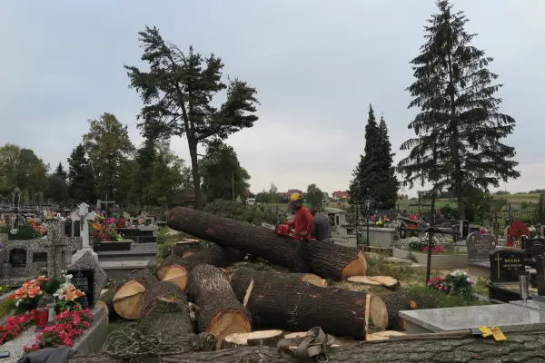 Czyszczenie działek, wycinka drzew i krzewów, rębak, kosiarka bijakowa