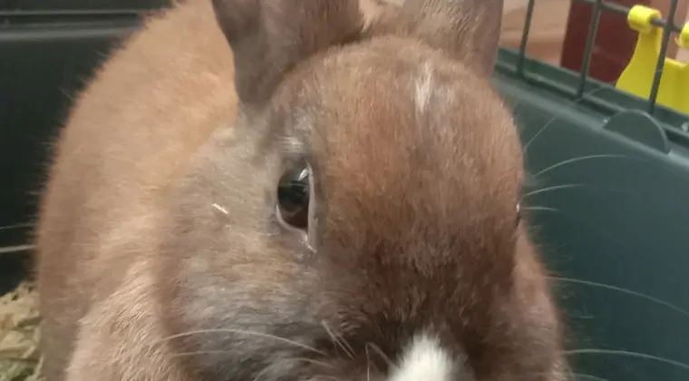 Oddam młodego królika