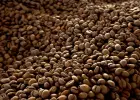 Kawa palona ziarnista - 70% Robusta, 30% Arabica, SC 16+ | Maranello Coffee