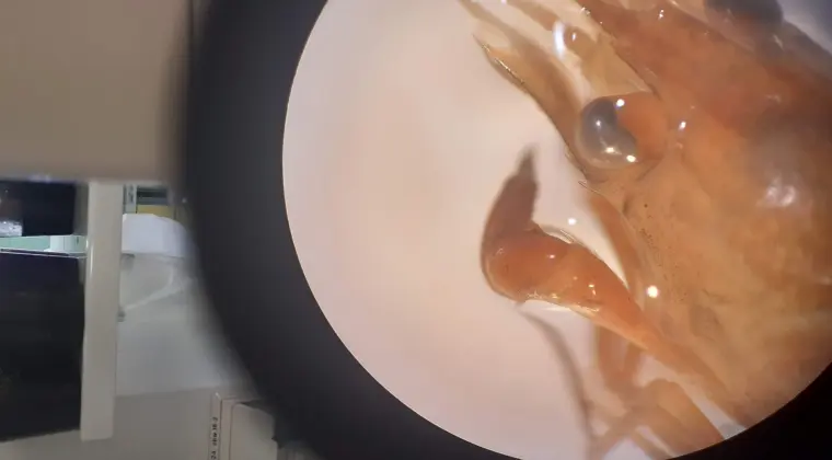 Ekspertyzy przyrodnicze, Karty Informacyjne Przedsięwzięcia, przygotowanie inwestycji w terenie cennym przyrodniczo