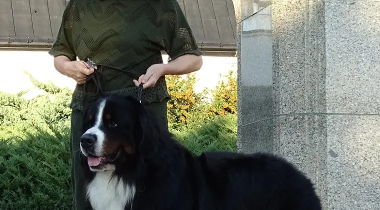 Bernese Mountain Dog insemination services frozen and chilled semen still available