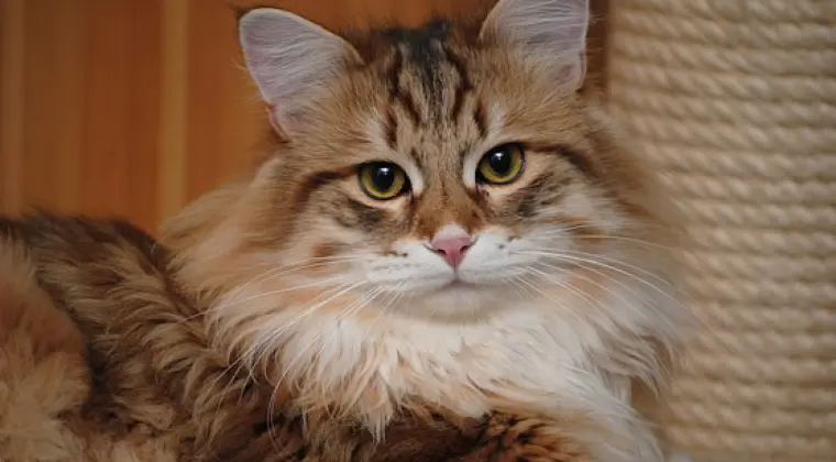 Hodowla Kotów Syberyjskich & Neva Masquerade Nowa Era*PL