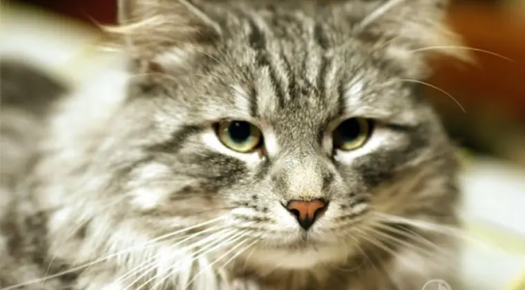 Hodowla Kotów Syberyjskich & Neva Masquerade Nowa Era*PL