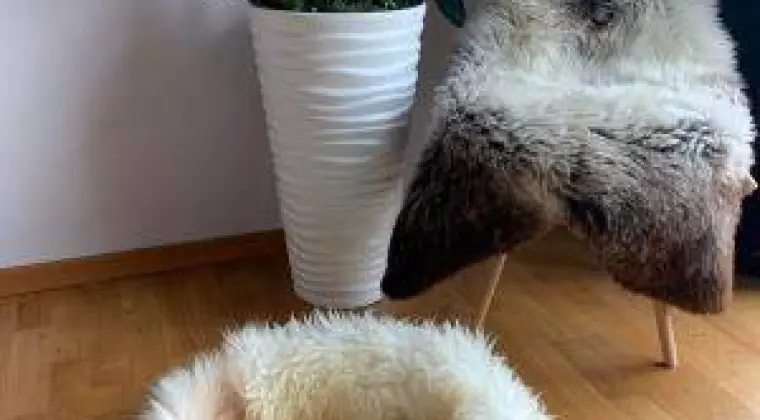 Legowiska dla kota 50cm, 70 cm, naturalna skóra owcza Premium