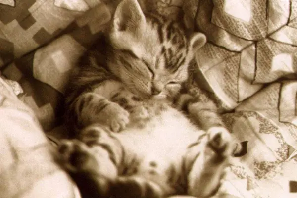 Kociara szuka fajnych ludzi do poznania się 35 - 45 tylko kobietki