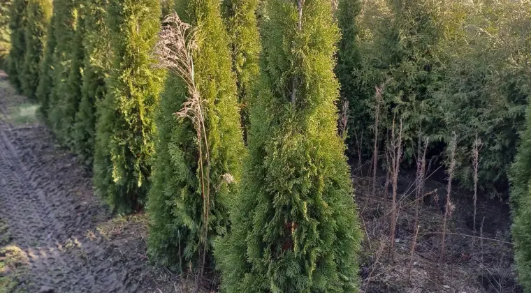 Tuja Szmaragd/ Thuja occidentalis 'Smaragd' 140-160cm Balot