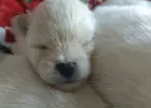 Pomeranian szpic miniaturowy z rodowodem ZKWP FCI pedigree