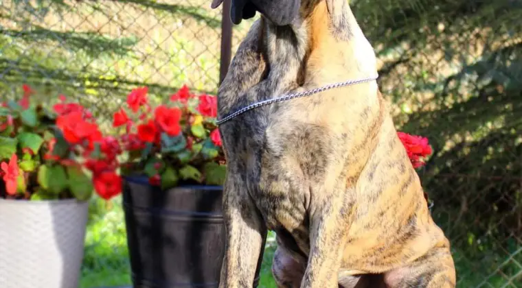 Dog niemiecki suczka pręgowana