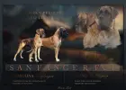 Dog niemiecki suczka pręgowana