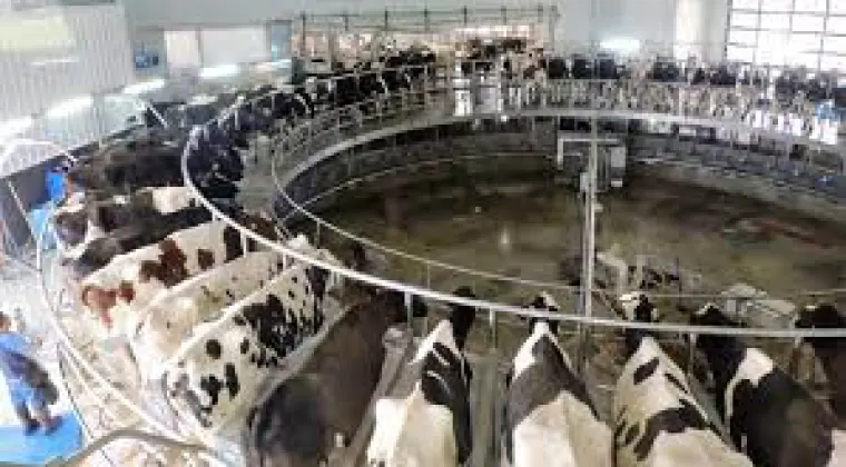Praca na gospodarstwie - Dojarz - Produkcja mleczna