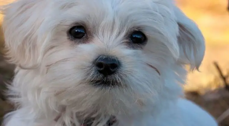 Przyjaciel/Przyjaciółka poszukiwani do codziennych rozmów.