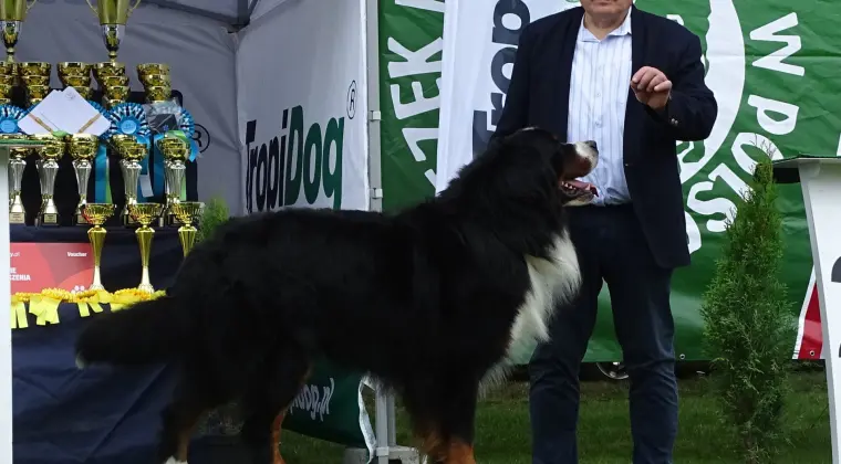 Bernese Mountain Dog insemination services frozen and chilled semen still available