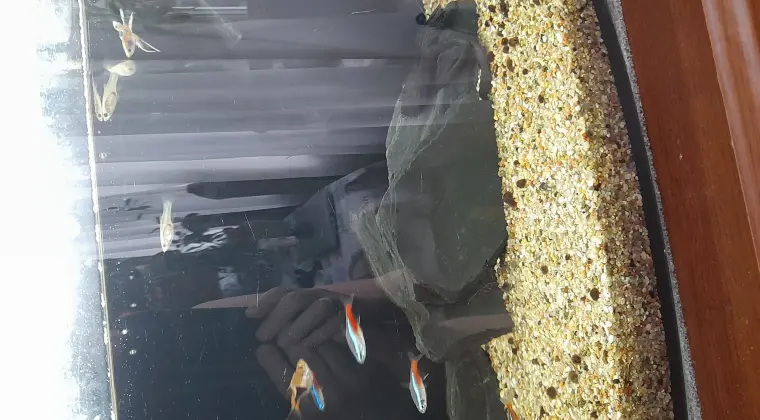 Oddam za darmo