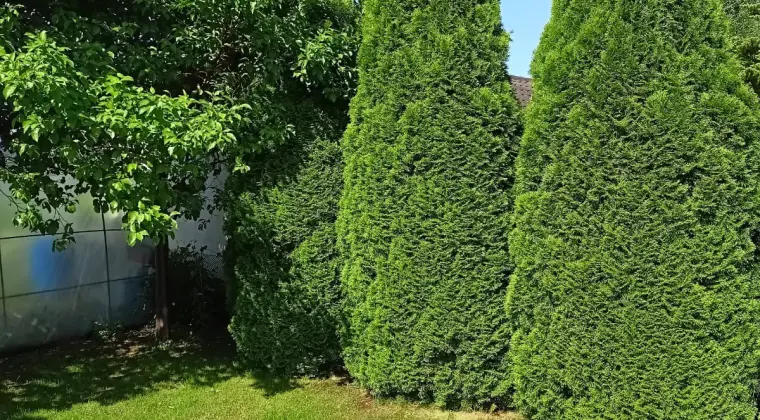 Działkę ROD Rybnica sprzedam