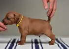 Piinczer Miniaturowy - ŚWIATOWY RODOWÓD 