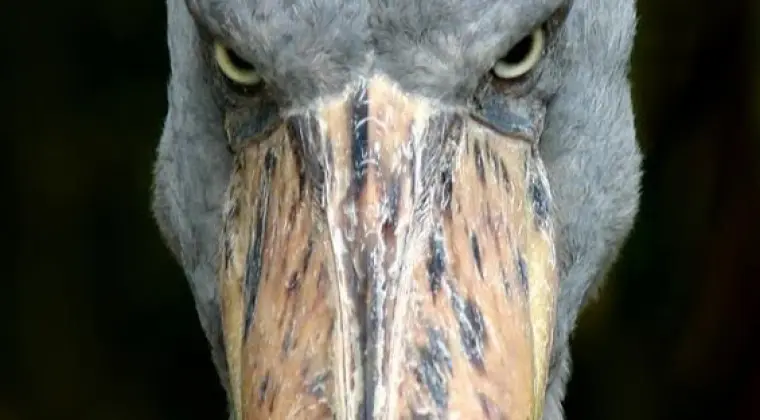 Stary Thorwald mocno śpi.