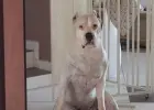 Szczenieta Dog Argentynski Dogo Argentino po wybitnych rodzicach