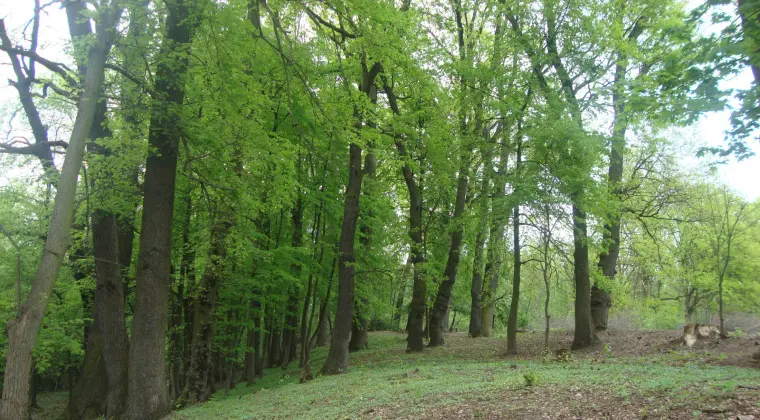 Piękna działka z prawomocnymi warunkami zabudowy na 2 domy koło Warszawy