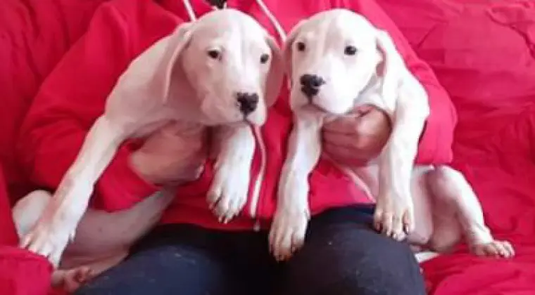 Przepiękne mocnej budowy szczenięta rasy Dog Argentyński Dogo Argentin